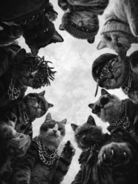 Gangcats
